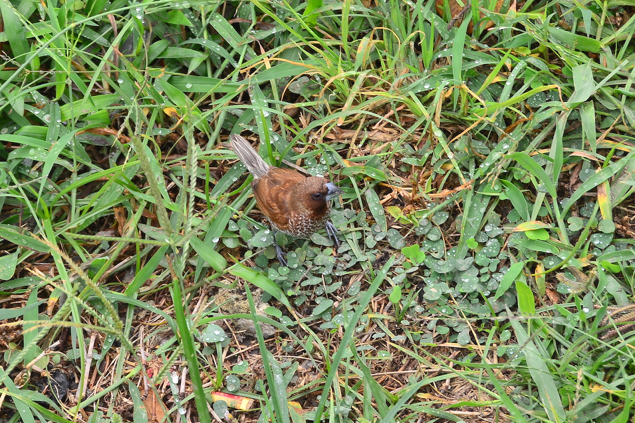 Lonchura punctulata topela Lonchura punctulata topela